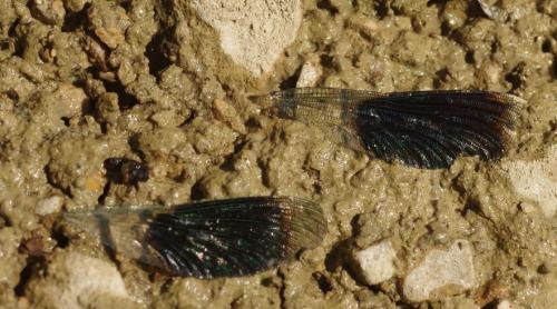 Réf. 148 748 : Calopteryx splendens splendens