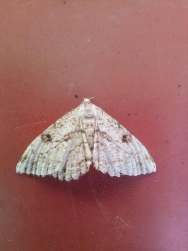 Peribatodes rhomboidaria