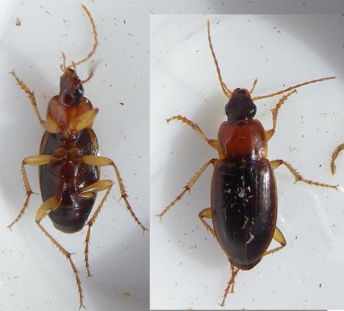 Réf. 148 706 : Calathus cinctus