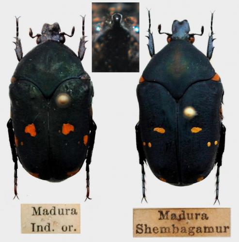Réf. 148 088 : Clinteria imperialis valida