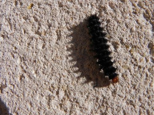 Melitaea cinxia