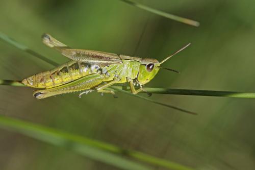 Réf. 148 981 : Pseudochorthippus montanus montanus
