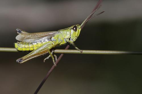Réf. 148 982 : Pseudochorthippus montanus montanus