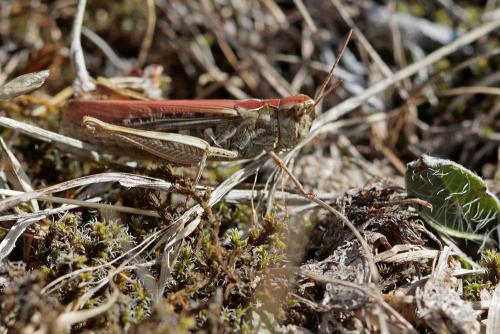 Chorthippus sp.