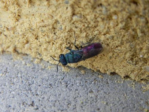 Chrysidini