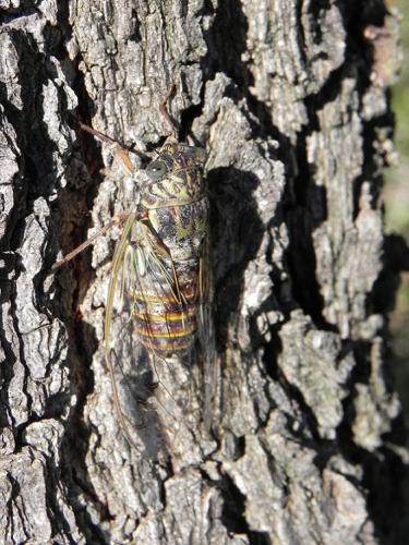Cicada orni