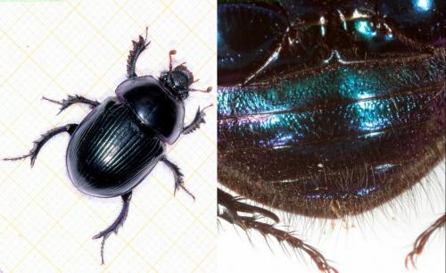 Geotrupes stercorarius