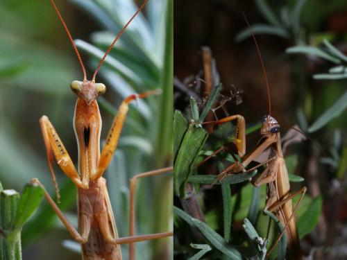 Réf. 148 901 : Mantis religiosa