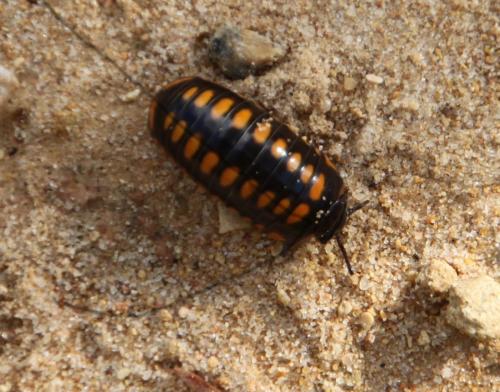 Glomeris sp.