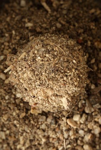 Micomitra sp.