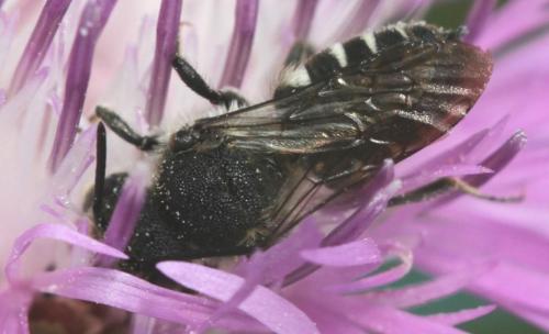 Coelioxys sp.