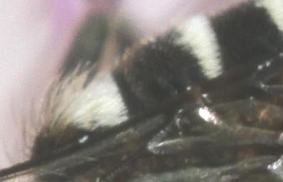 Réf. 148 804 : Coelioxys sp.