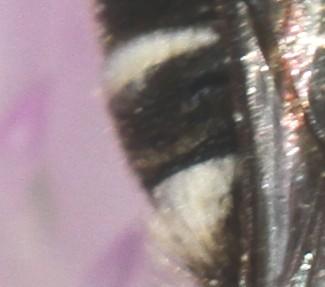 Coelioxys sp.