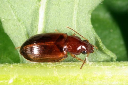 Réf. 148 490 : Bradycellus verbasci