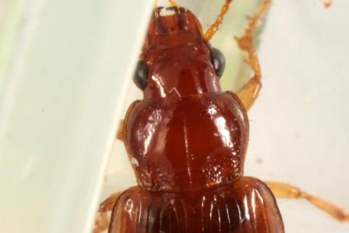 Réf. 148 522 : Bradycellus verbasci