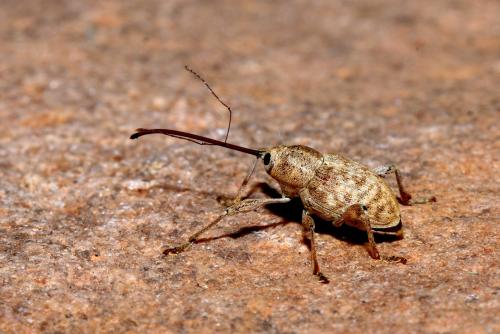 Réf. 148 689 : Curculio elephas