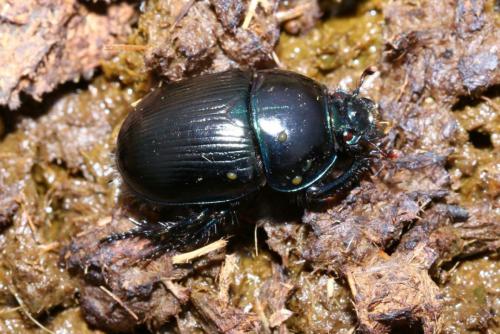Geotrupes stercorarius