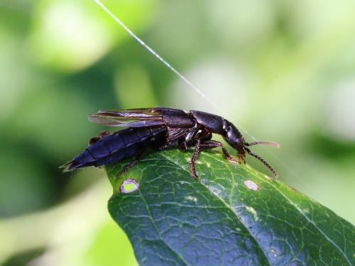 Réf. 148 512 : Ocypus aethiops
