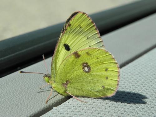 Colias sp.
