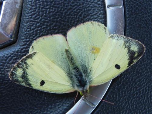 Colias sp.