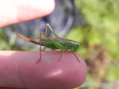Conocephalus fuscus