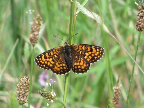Melitaea sp.