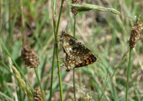 Melitaea sp.