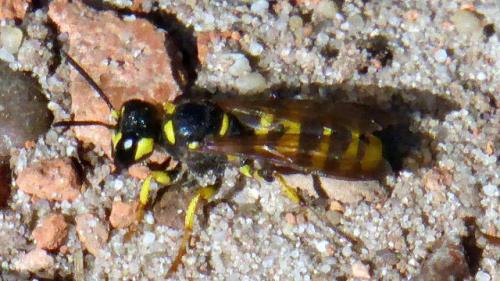 Cerceris sp.