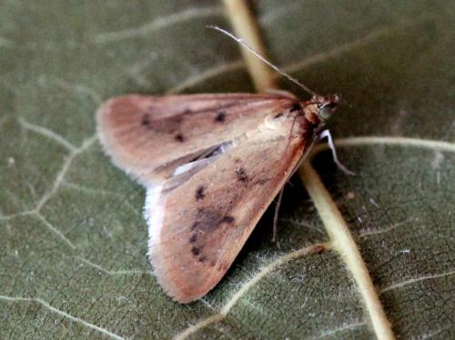 Achyra nudalis