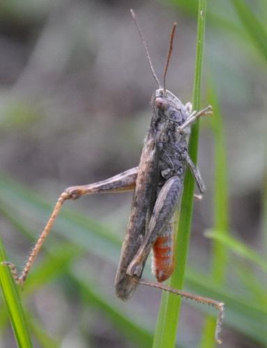 Chorthippus sp.