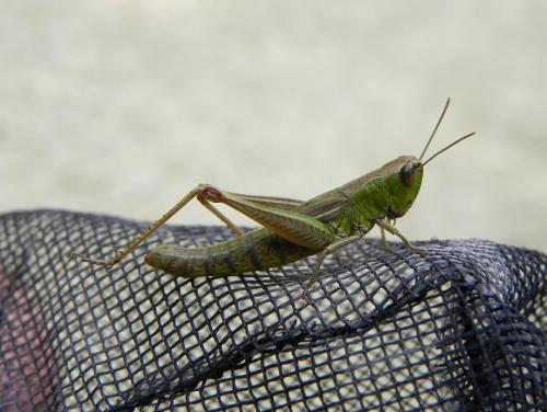 Pseudochorthippus parallelus