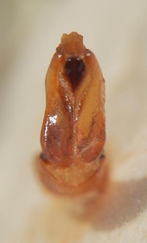 Réf. 148 703 : Amadotrogus vicinus
