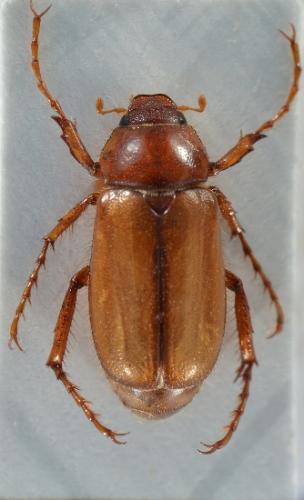 Amadotrogus vicinus
