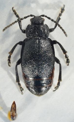 Galeruca monticola
