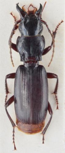 Pterostichus microphthalmus