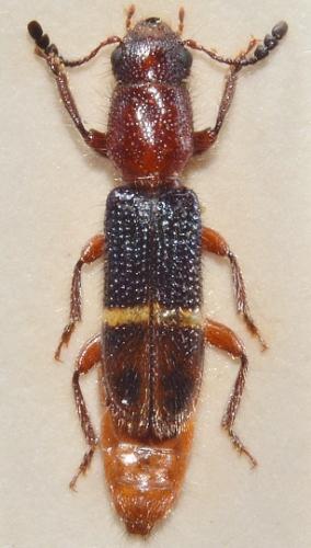 Réf. 148 764 : Paratillus carus