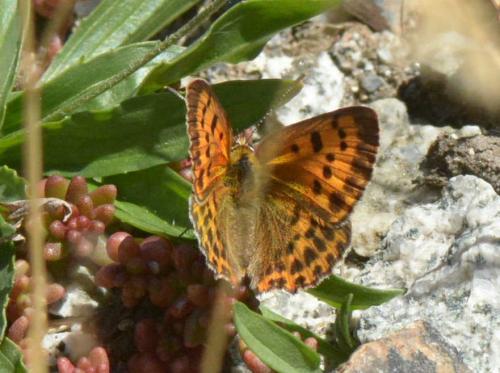 Lycaena virgaureae