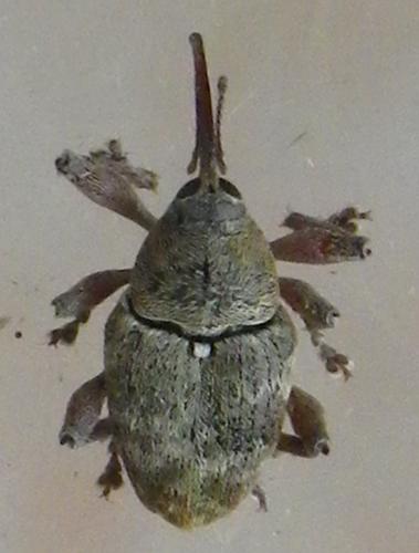 Réf. 148 241 : Curculio nucum