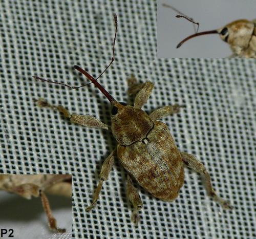 Curculio sp.