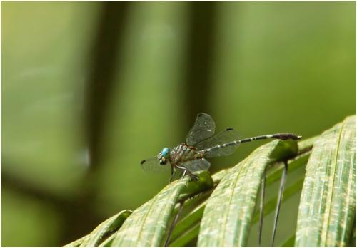 Cyanogomphus walteri