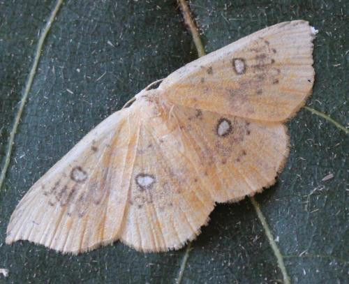 Réf. 148 403 : Cyclophora albiocellaria albiocellaria