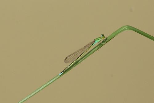 Pseudagrion sp.