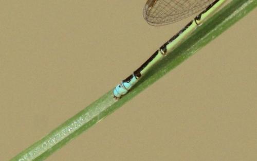 Pseudagrion sp.