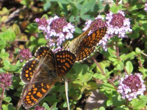 Melitaea athalia