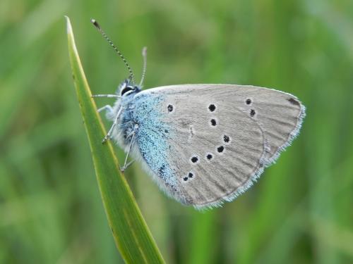 Réf. 148 943 : Cyaniris semiargus
