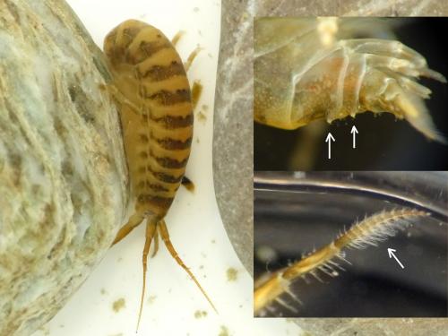 Dikerogammarus villosus