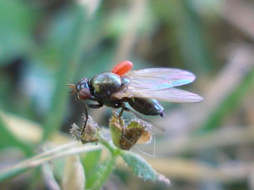 Calliopum sp.