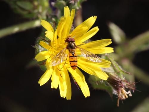 Episyrphus balteatus