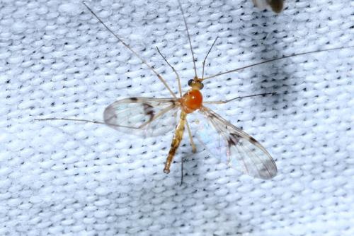 Réf. 148 498 : Macrocera phalerata