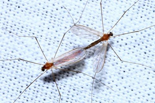 Antocha vitripennis